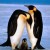 Pingüinos Blog