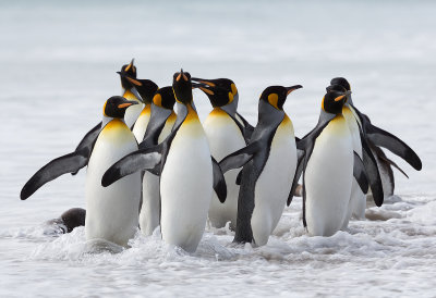 Acerca de… | Pingüinos Blog